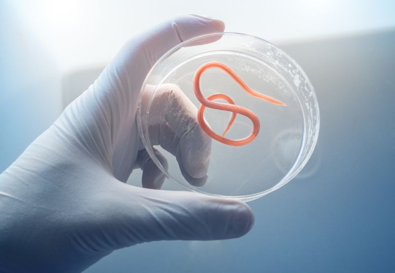 Pasożyt - tasiemiec, glista ludzka