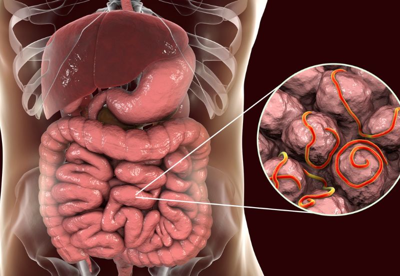 pasożyty w ludzkim organizmie 