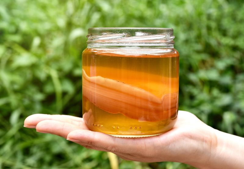 Kombucha (kombucza) - napój z grzybu herbacianego SCOBE