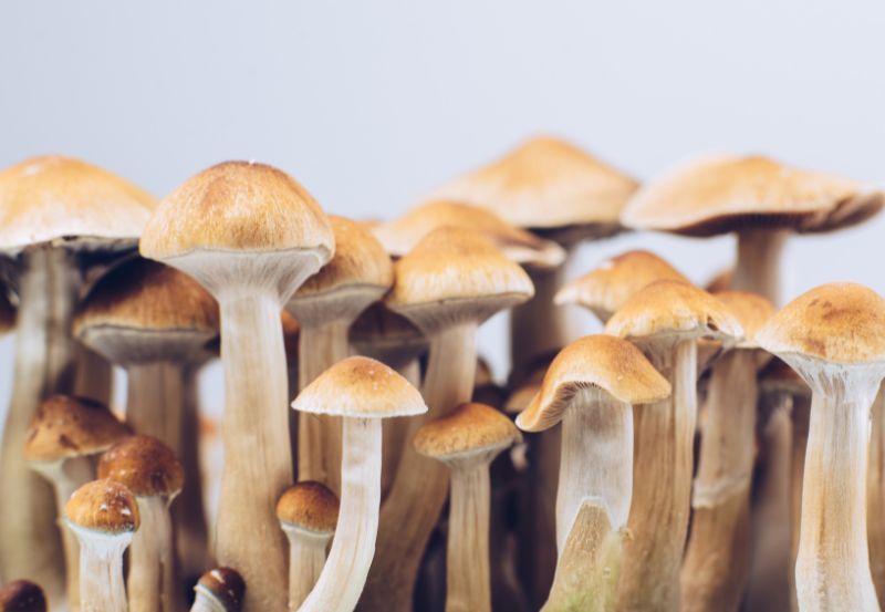 psychodeliki terapia - grzyby